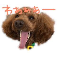 Toy poodle uh-tan's everyday