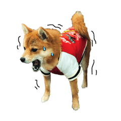 Pomeranian and Shibainu mix dog Komugi