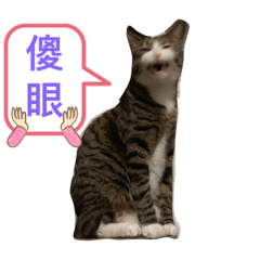 可愛的秋刀魚