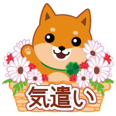 柴犬 ムサシ 21 気遣い Line スタンプ Line Store 柴犬 ムサシ 21 気遣い Line スタンプ Line Store