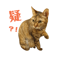 橘子姊姊日常2