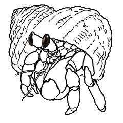 White hermit crab