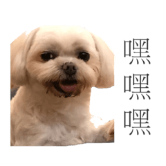 李家毛哥
