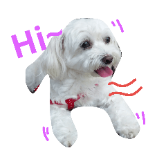 我們家的妞 ～ 狗狗