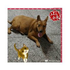 我的名字叫可愛