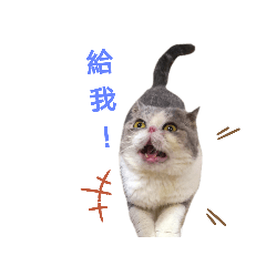 豆漿米漿牛奶的日常