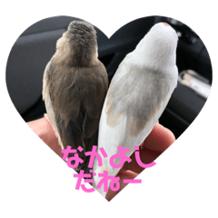 birdLove