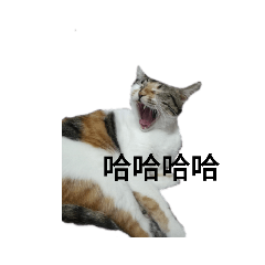 八寶粥的瘋狂生活