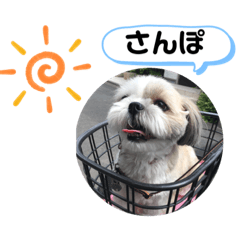 Shihtzu May chan