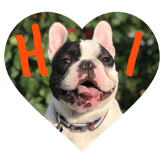 lovely dog Marshall