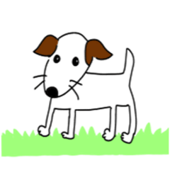 Jack Russell Terrier jackn