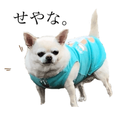 貫禄犬ちゃみこさん Line スタンプ Line Store