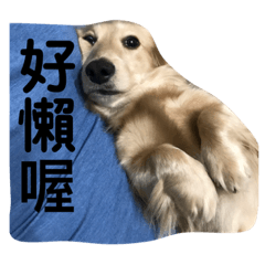 奇怪的狗和貓和文字