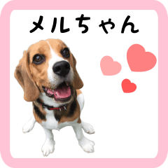meru-dog sticker01