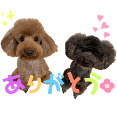 dog_20190424155817
