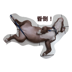 比特犬可愛貼圖