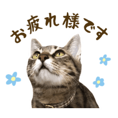 キジトラ猫の大人敬語スタンプ Line スタンプ Line Store キジトラ猫の大人敬語スタンプ Line スタンプ Line Store