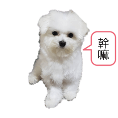 我的名字叫蹦蹦