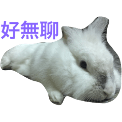 肥肥是我的名字