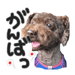 moka no stapmp2