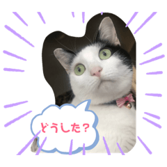 Toko_1045