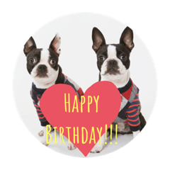 Cute Boston terrier (Roku and Nana)