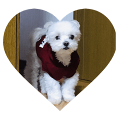junjun_20190426163333