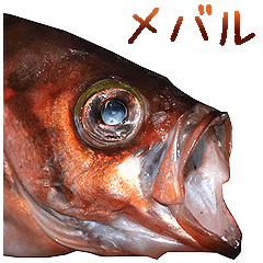 Red rockfish is Mebaru