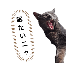 cat1124