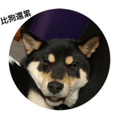 我是柴犬不是哈士奇