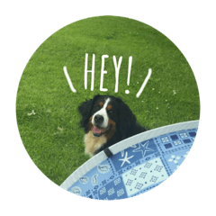 Bernese Mountain Dog  "Mughi"