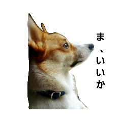 fukkura_corgi