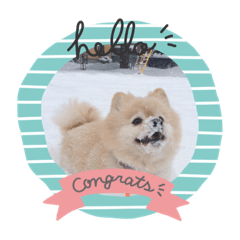 dogice