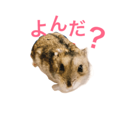 wing_20190428031001
