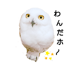 Snowy owl family 3