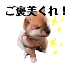 Shiba Inu RINGORO  Part2