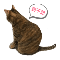 長日的貓