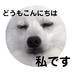 japanese spitz melody