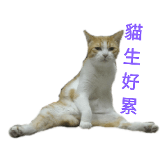 小肥橘快快的天地