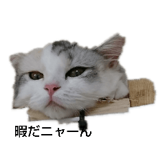 わがまま猫の呟き