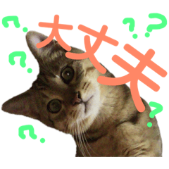 保護猫ミーくんとおともだち《第二弾》