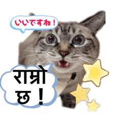 猫とネパール語3