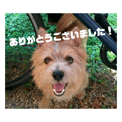 テリア犬の丁寧なスタンプ