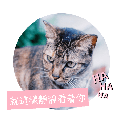 貓咪三部曲Ⅰ