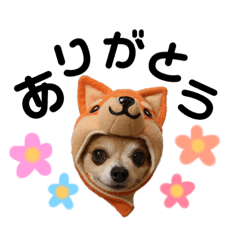 Chiwawa sora line sticker