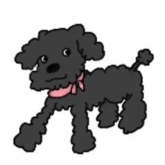 toy poodle cheri