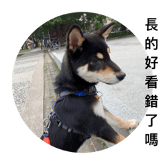 我是柴犬不是哈士奇 趴吐