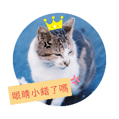 貓咪三部曲Ⅱ