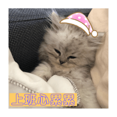carina喵