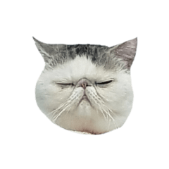 rambo exotic cat_20190502193603